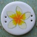 Picture of Frangipani